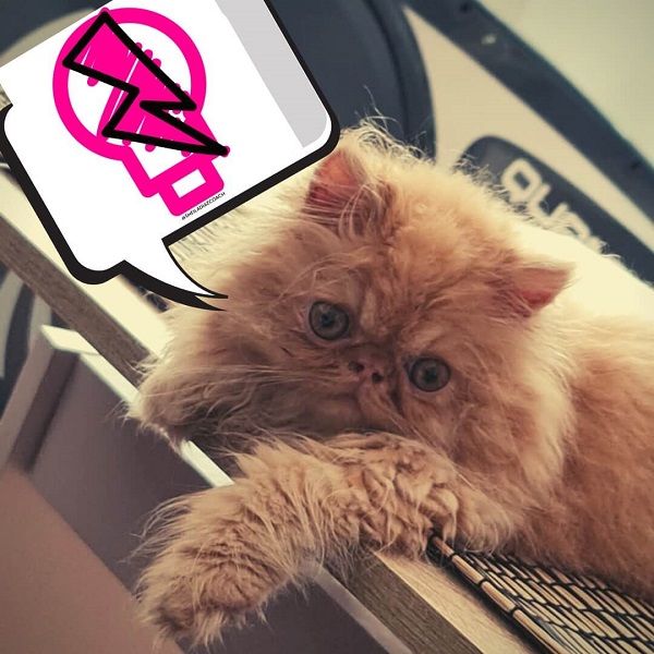 mi gata chloe (1)